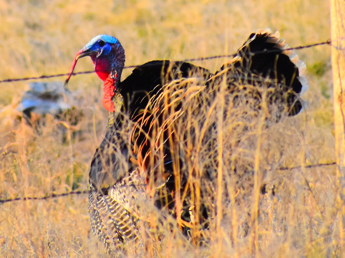 Wild Turkey - ML646243258