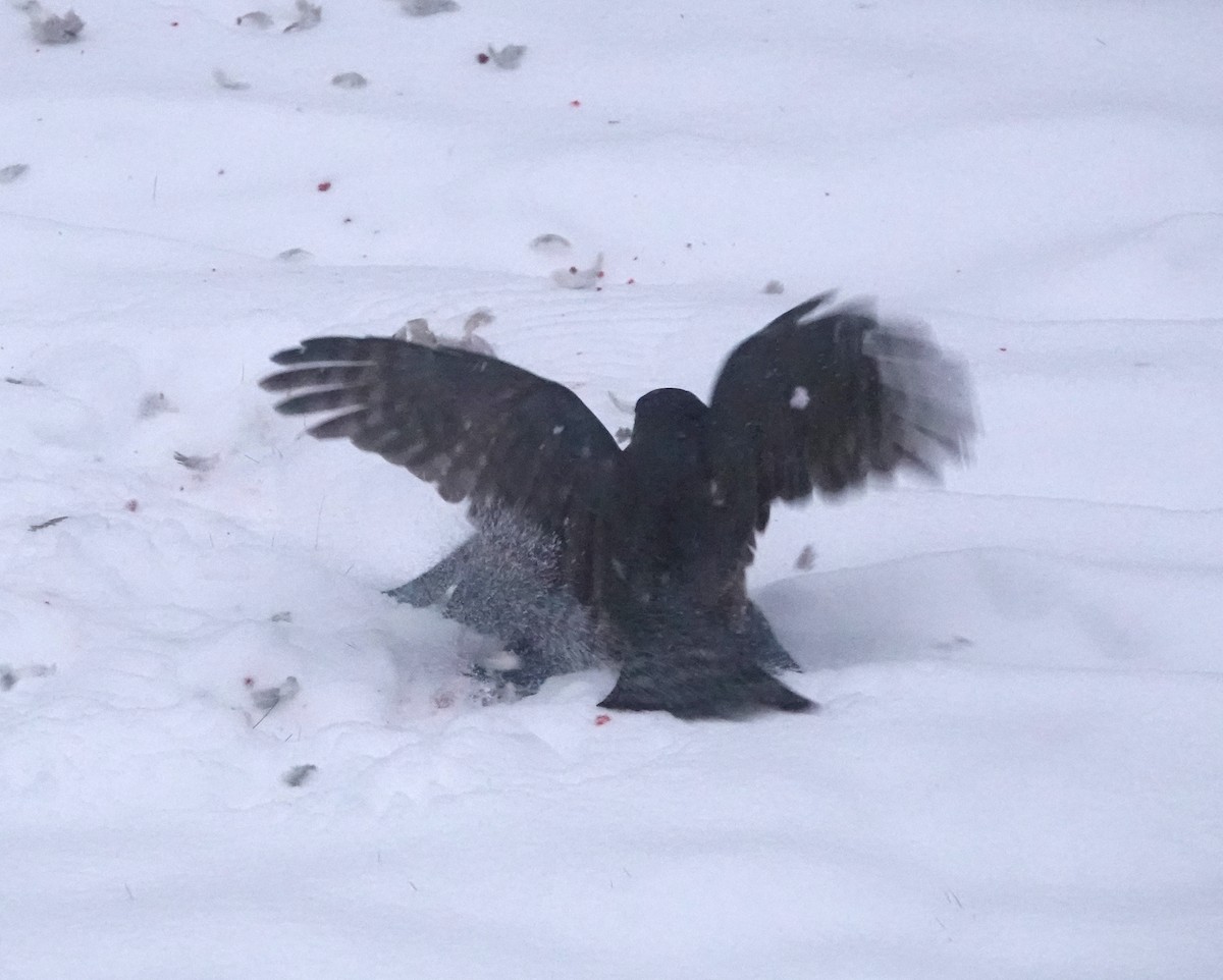 Sharp-shinned Hawk - ML646243268