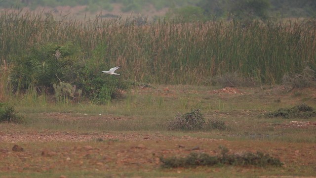 Aguilucho Papialbo - ML646243271