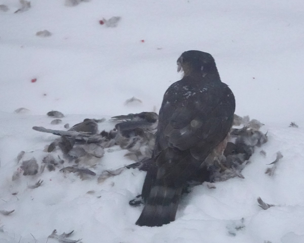 Sharp-shinned Hawk - ML646243282