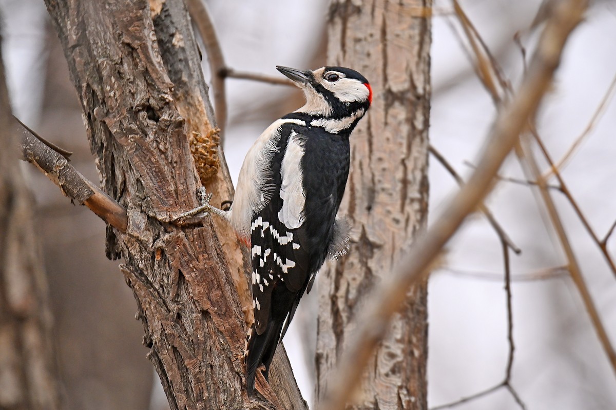 Buntspecht - ML646243289