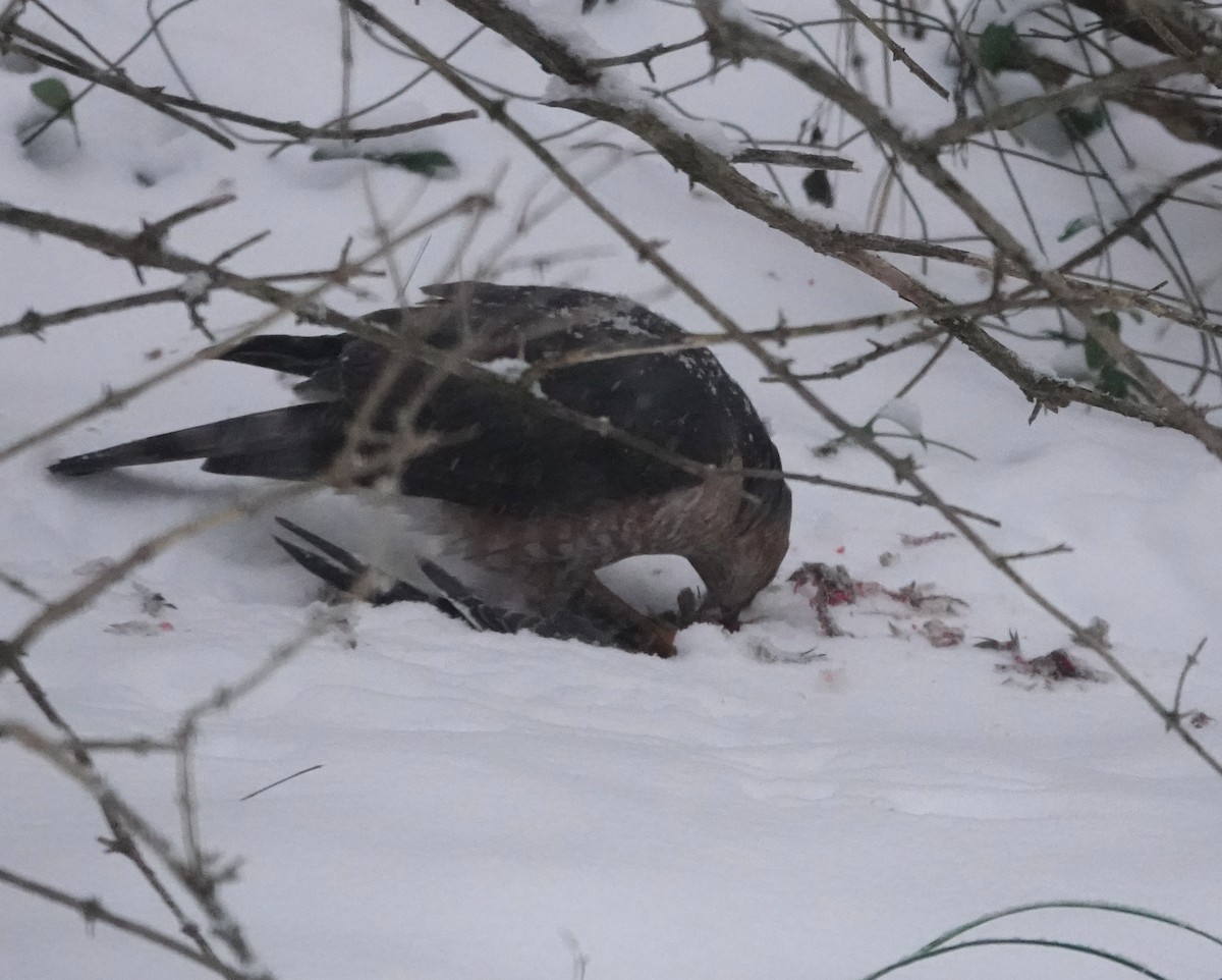Sharp-shinned Hawk - ML646243290