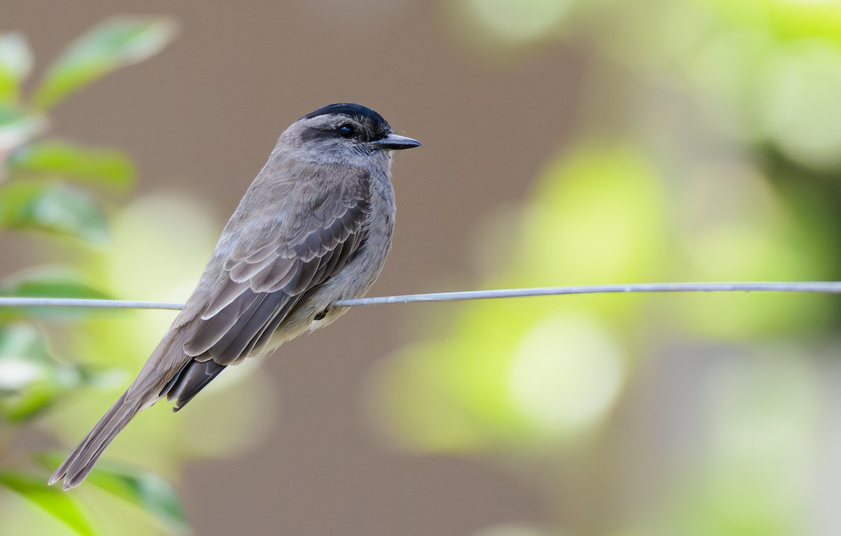Crowned Slaty Flycatcher - ML646243292