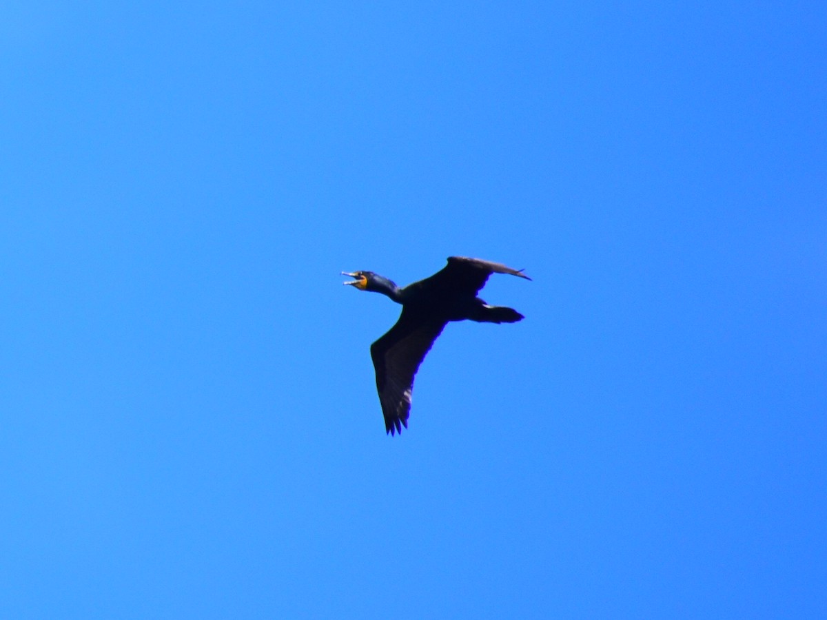 Cormoran à aigrettes - ML646243293