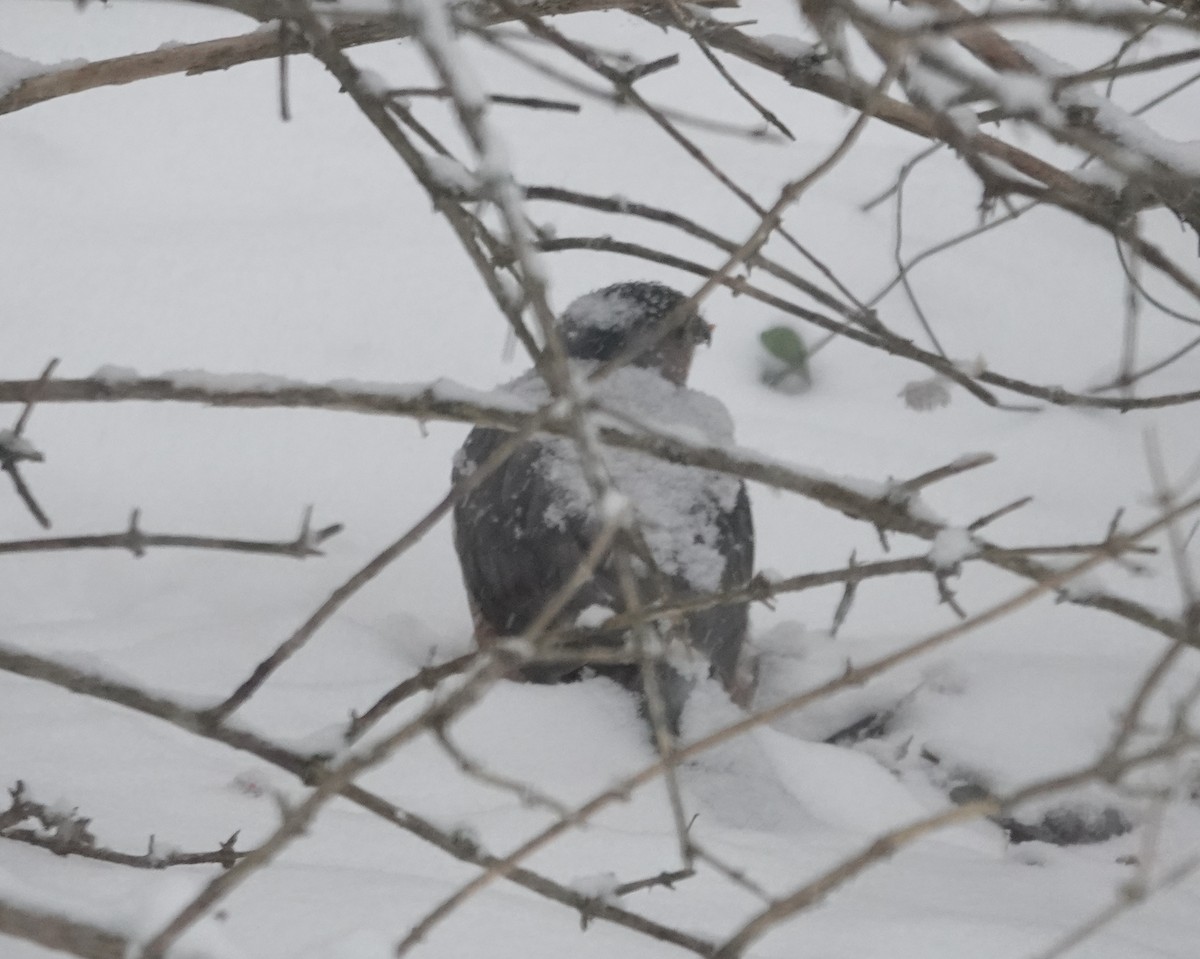 Sharp-shinned Hawk - ML646243295