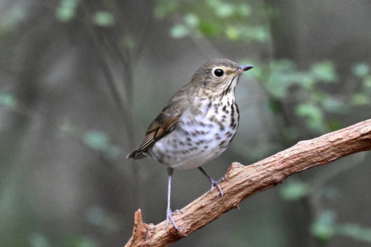 Swainson's Thrush - ML646243296