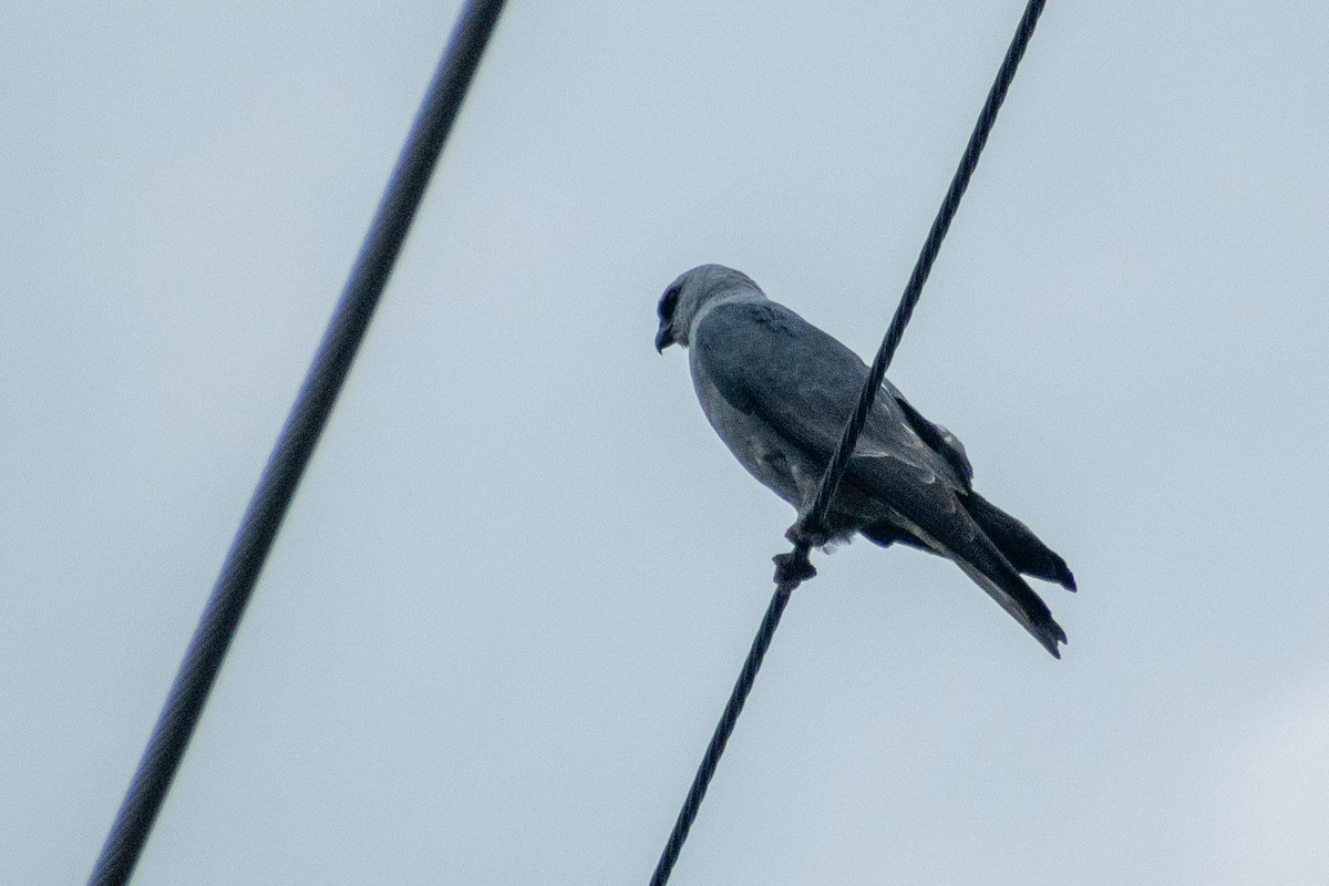 Mississippi Kite - ML646243297