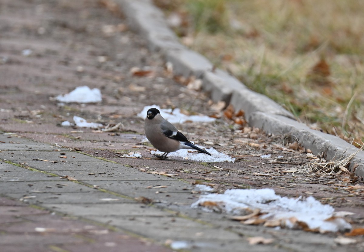 Gimpel - ML646243298