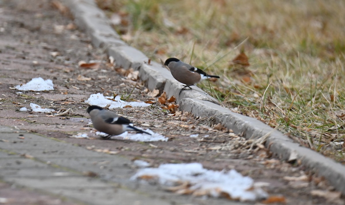 Gimpel - ML646243299