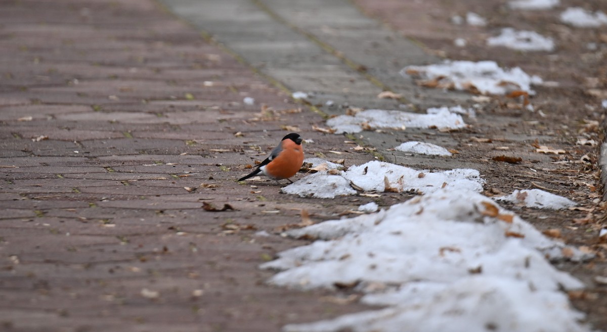 Gimpel - ML646243300