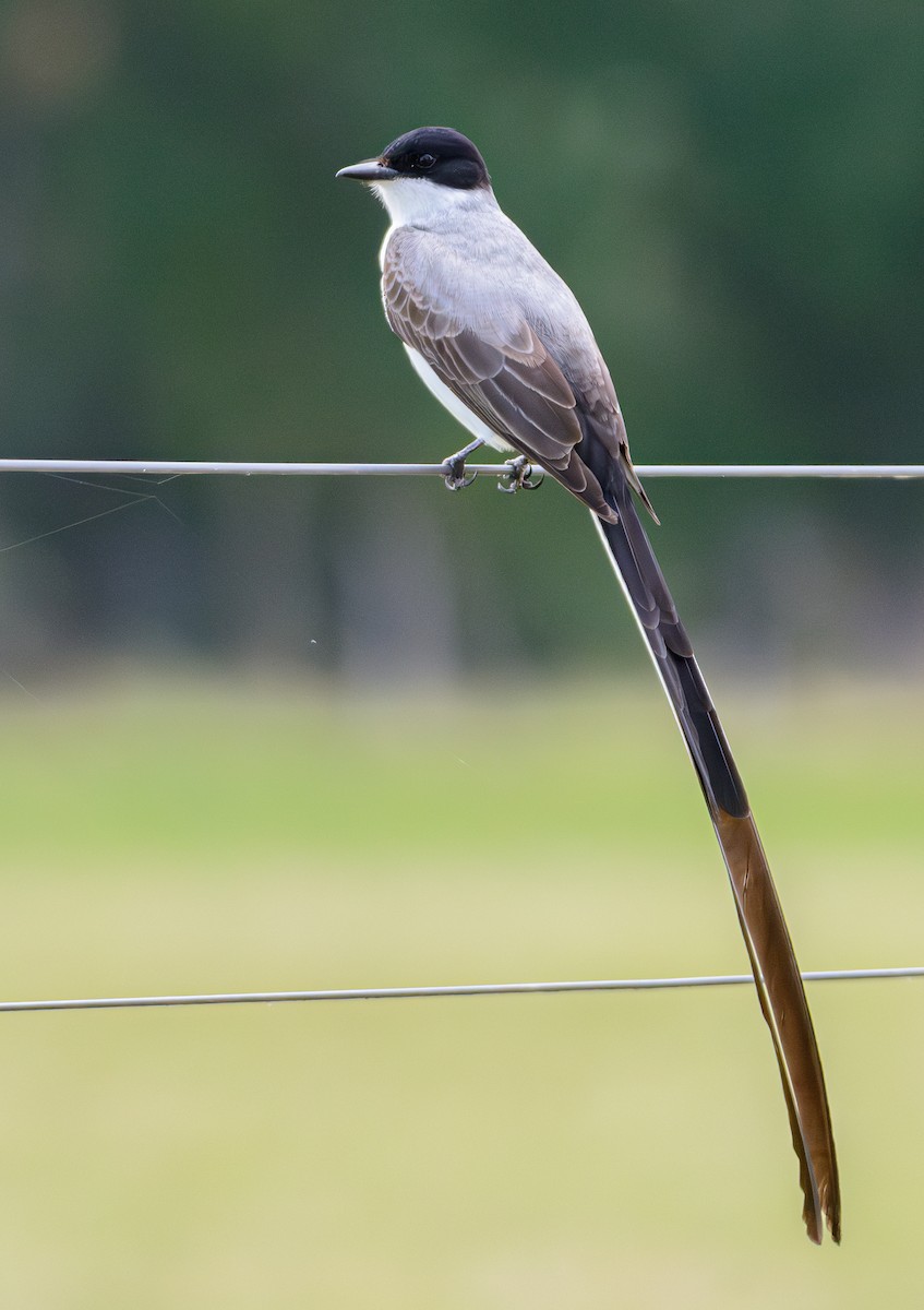 tyran savanový - ML646243302