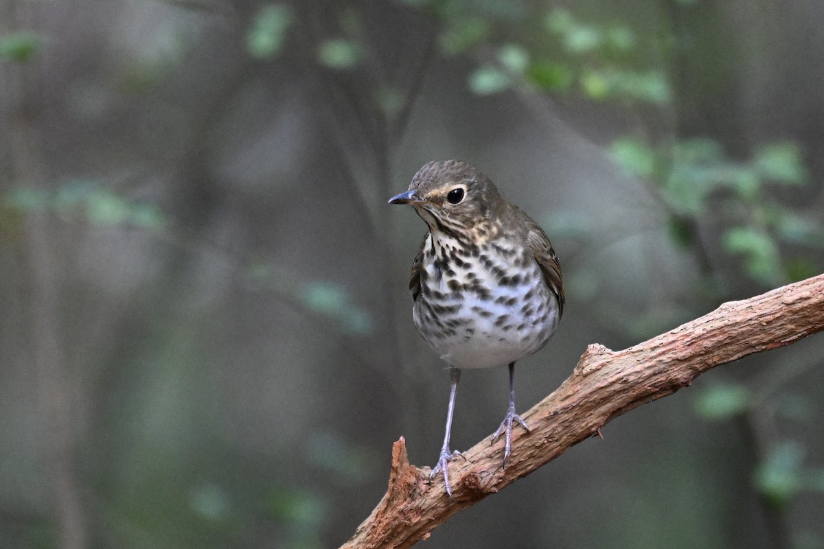 Swainson's Thrush - ML646243311