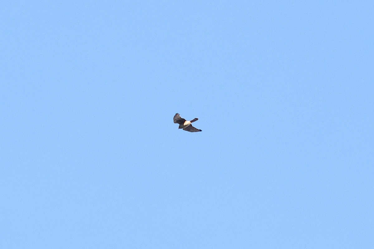 Northern Harrier - ML646243313