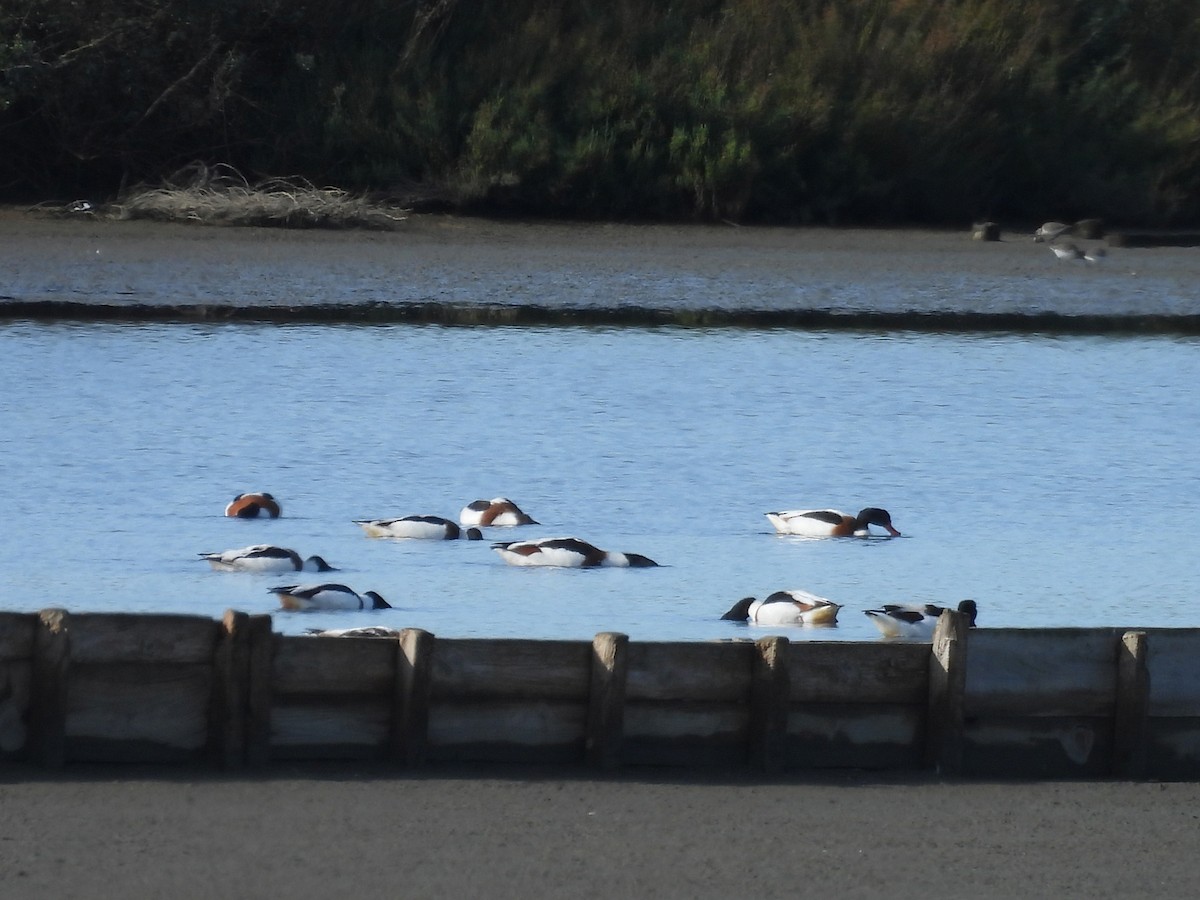 Common Shelduck - ML646243314