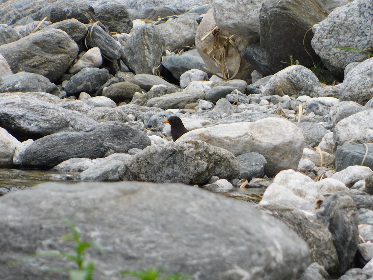 Chiguanco Thrush - ML646243315