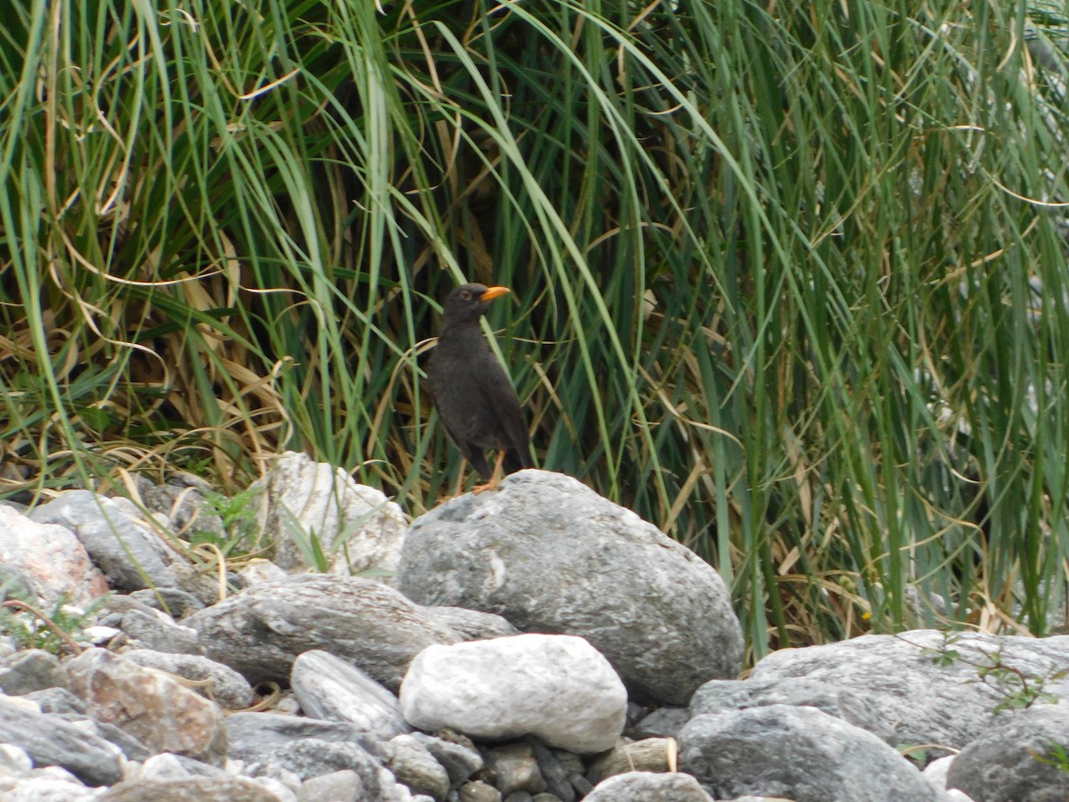 Chiguanco Thrush - ML646243316