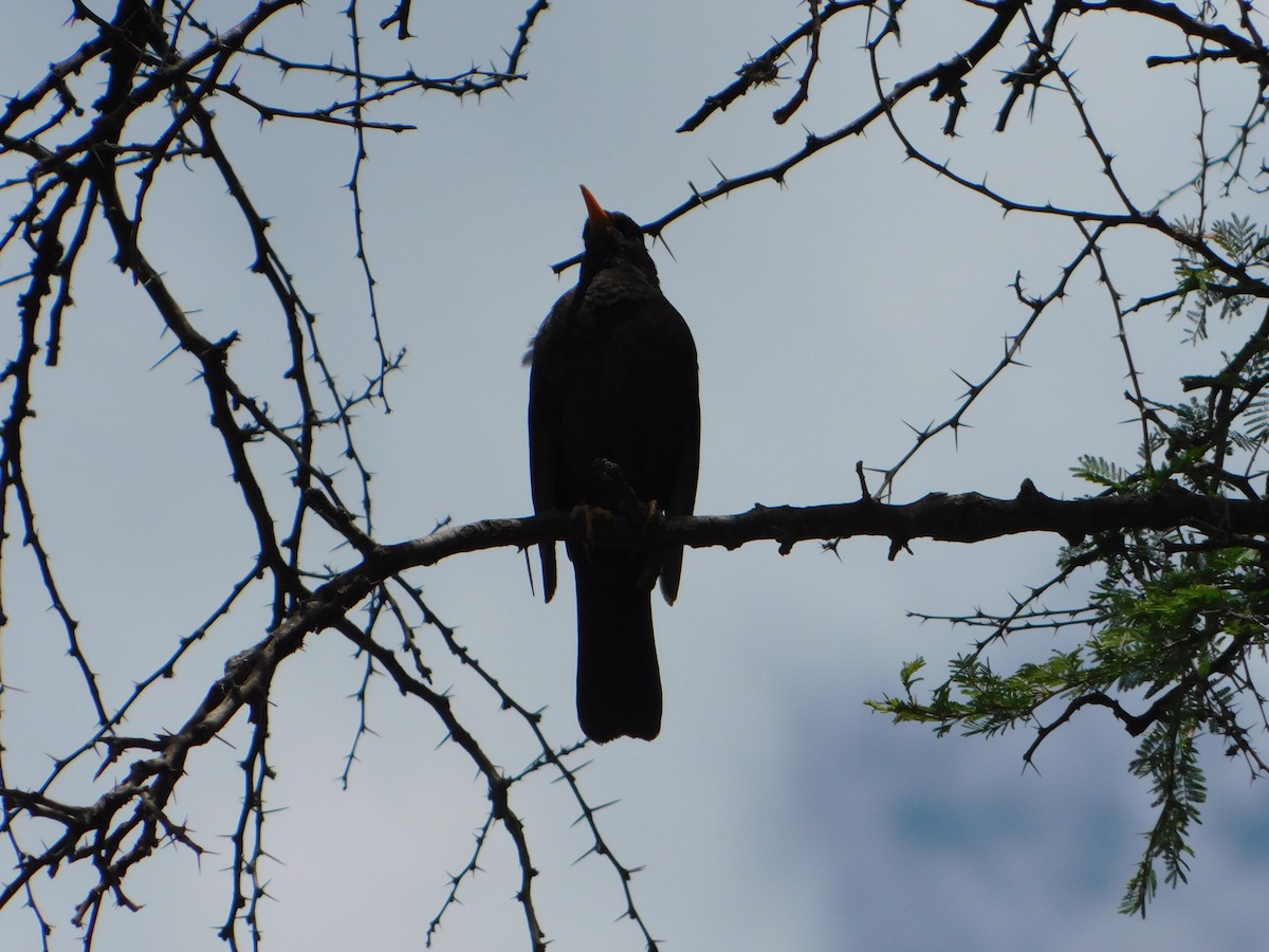 Chiguanco Thrush - ML646243317