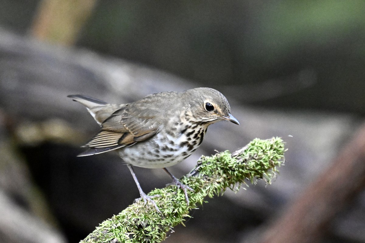 Swainson's Thrush - ML646243320