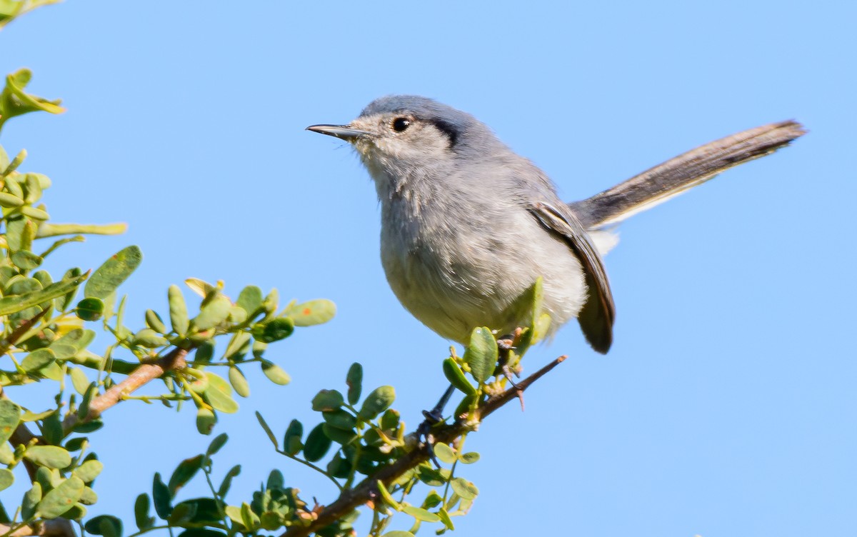 leskot škraboškový - ML646243324