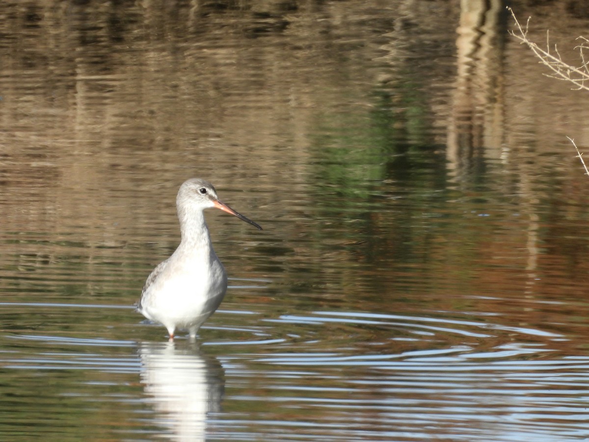Spotted Redshank - ML646243325