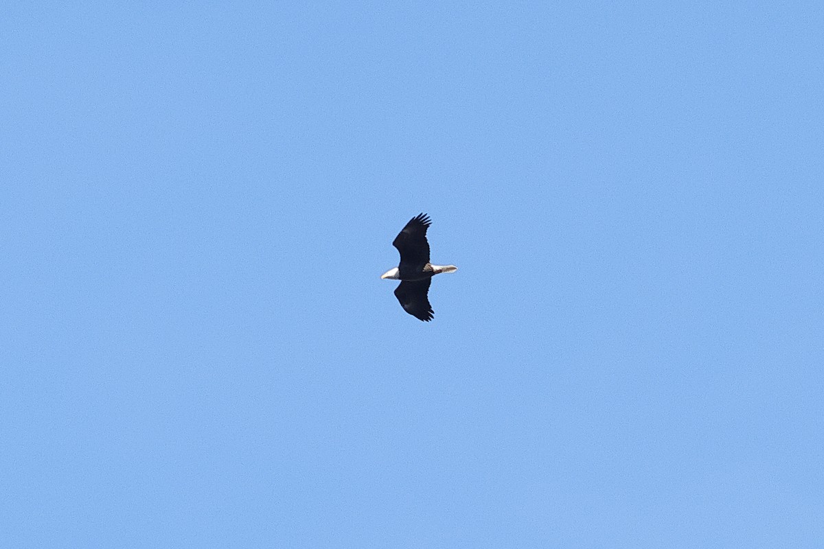 Bald Eagle - ML646243326