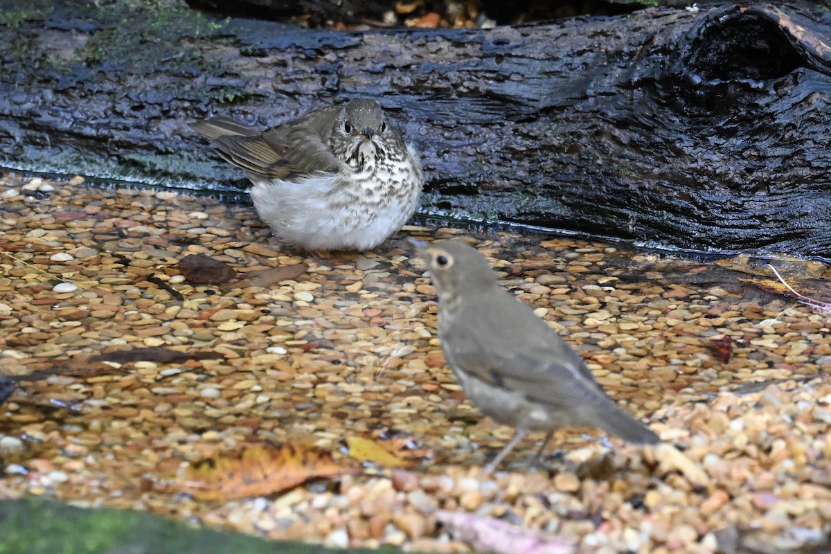 Swainson's Thrush - ML646243327