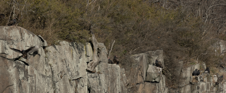 Turkey Vulture - ML646243329