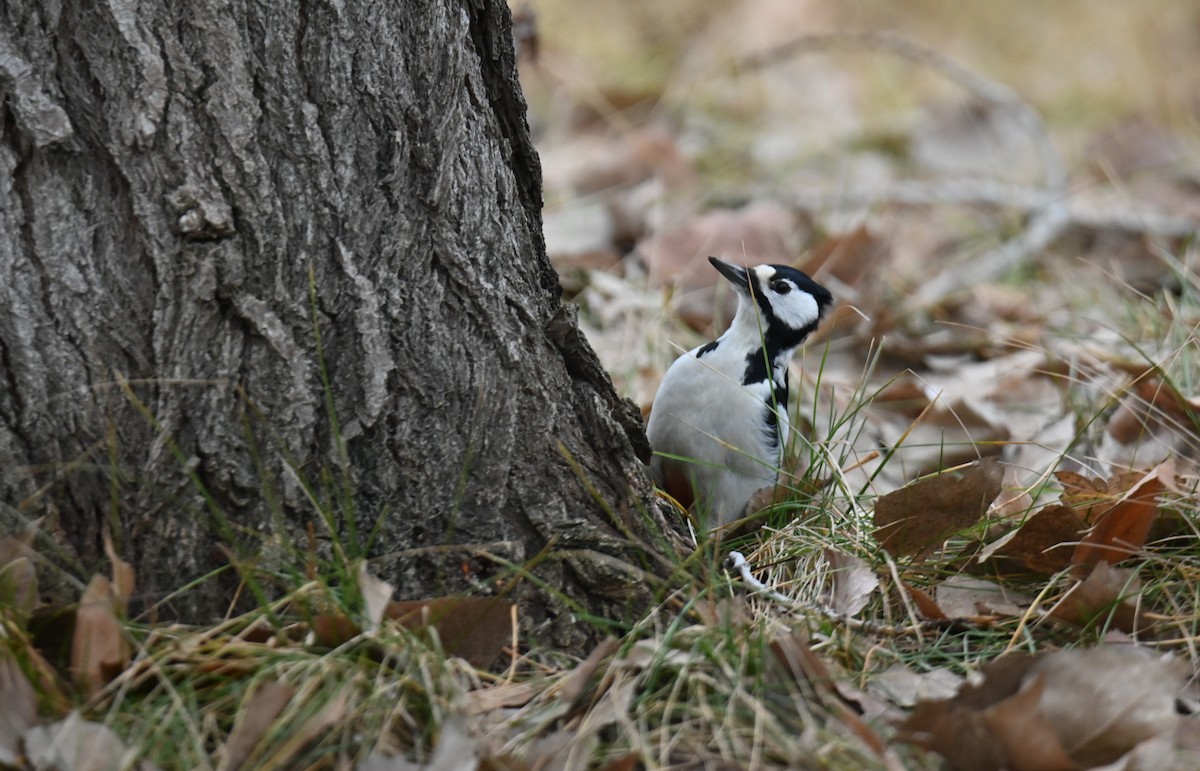 Buntspecht - ML646243331