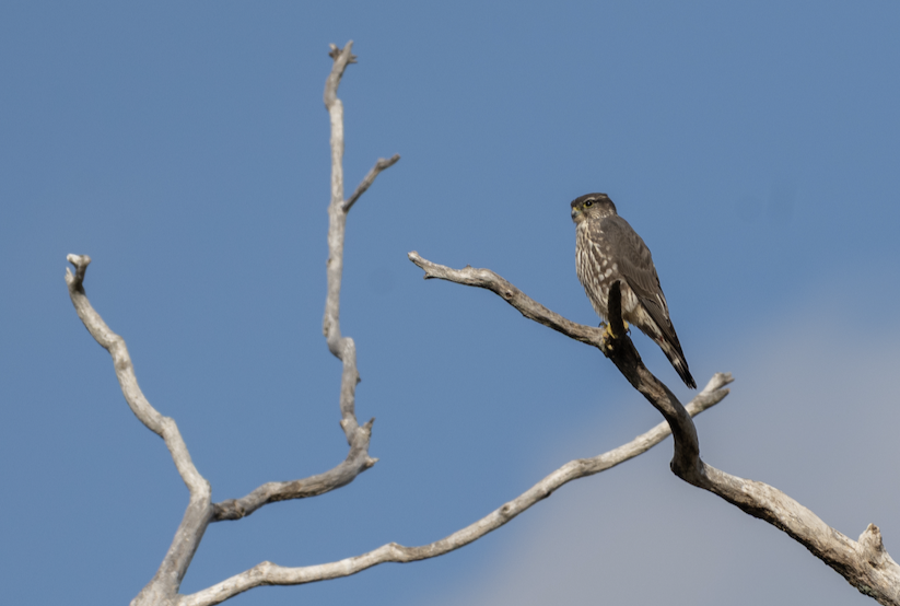 Merlin - ML646243332