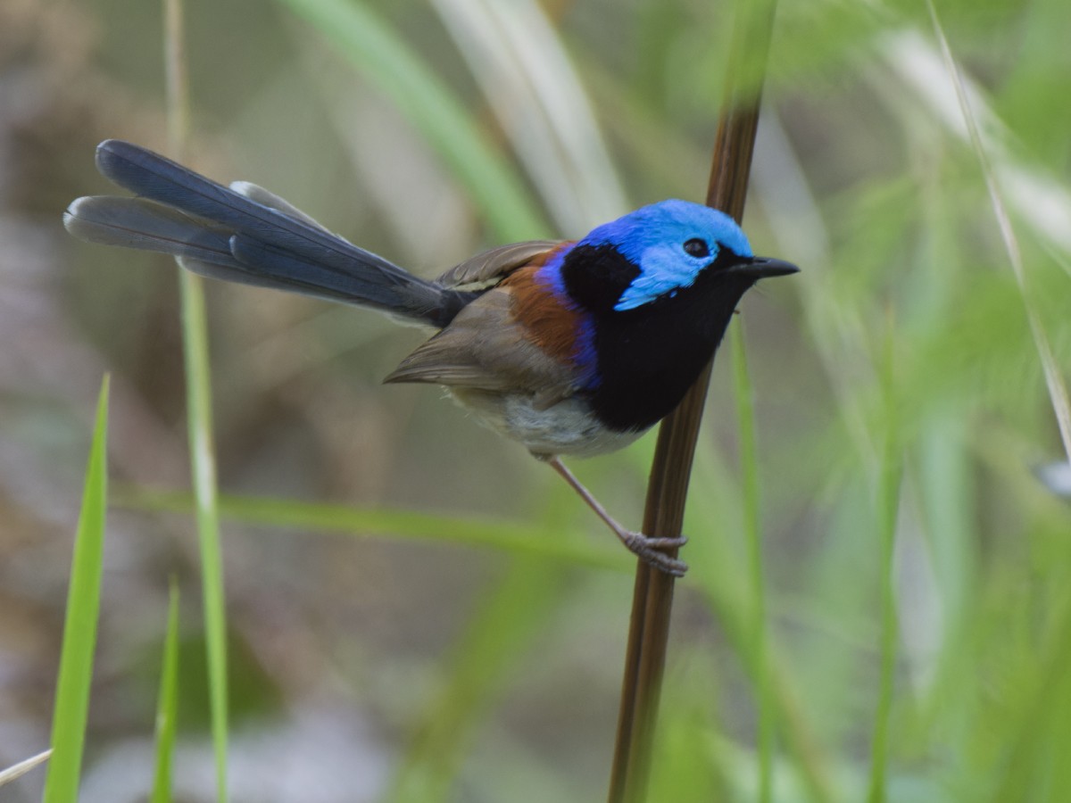 Variegated Fairywren - ML646243335