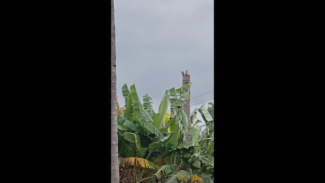 Spotted Owlet - ML646243336