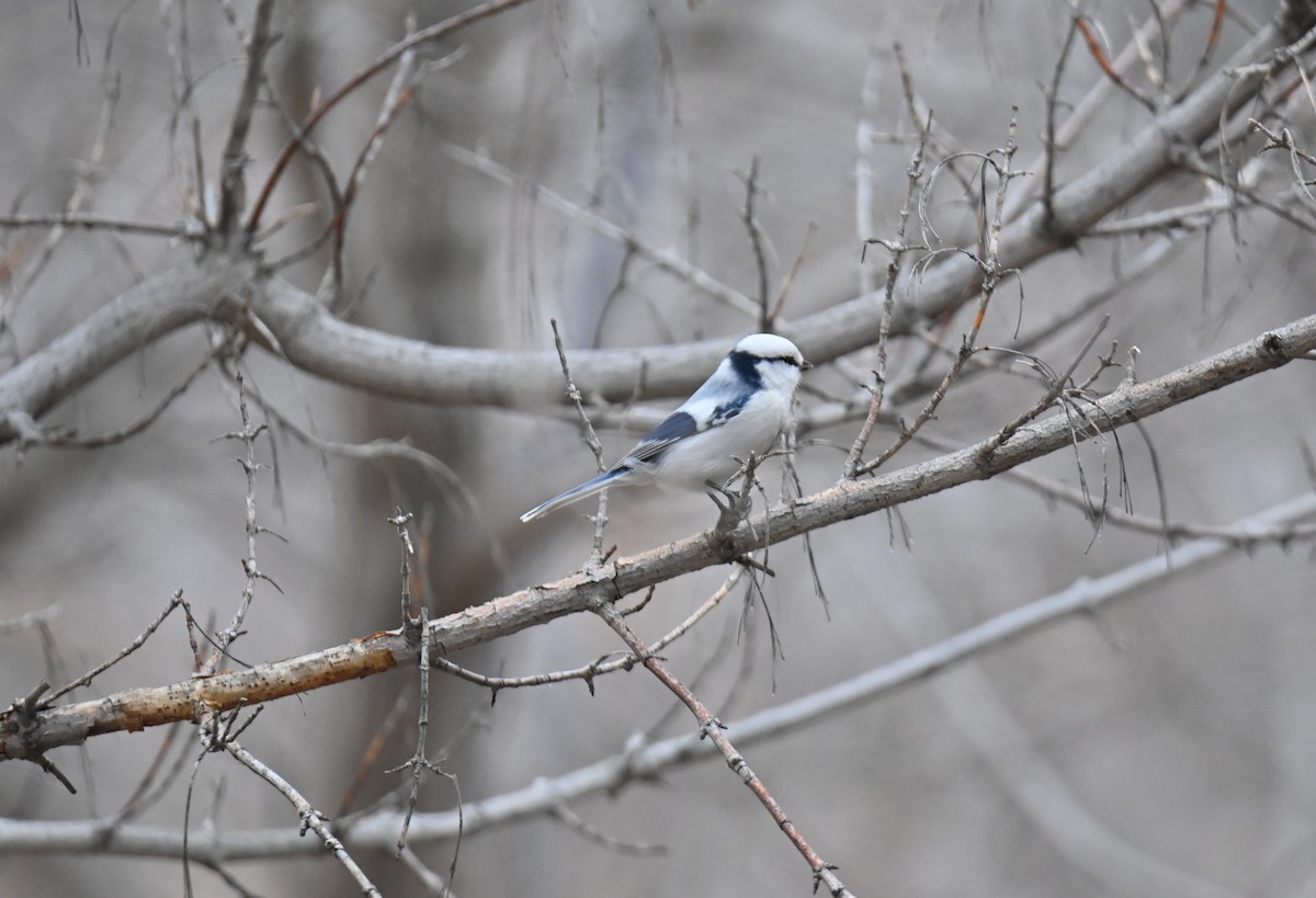 Lasurmeise - ML646243337