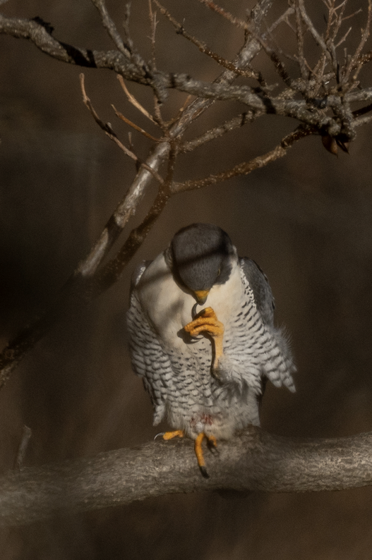 Peregrine Falcon - ML646243339