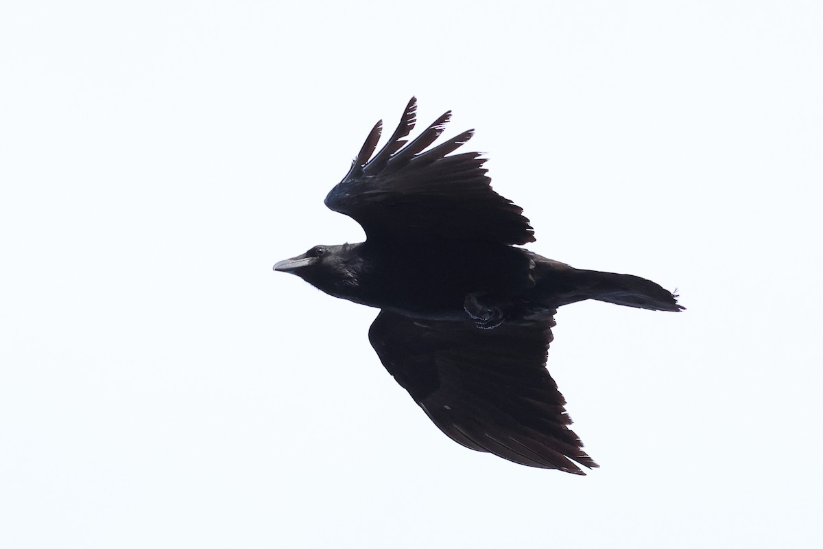 Common Raven - ML646243342