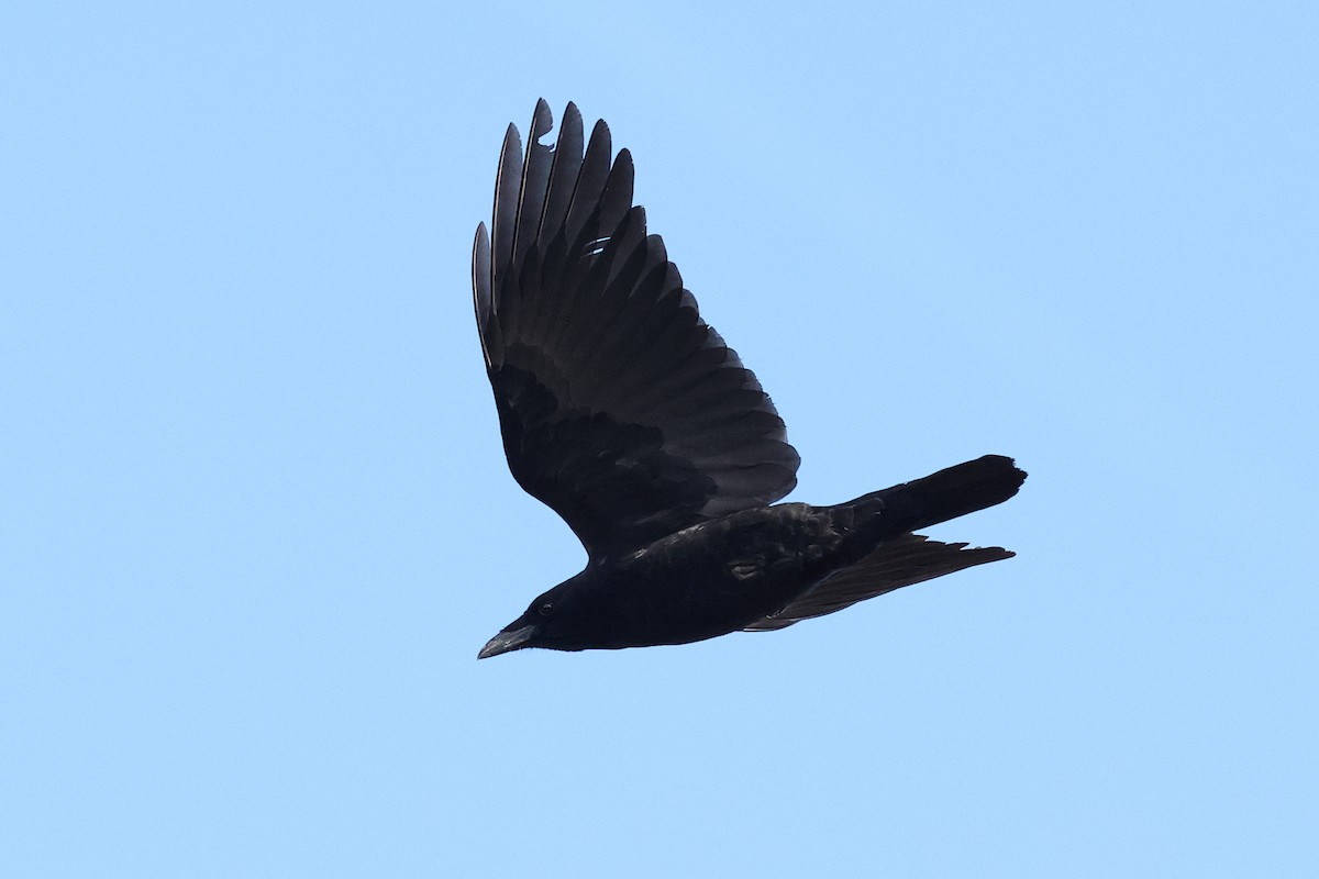 Common Raven - ML646243344