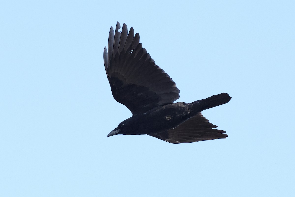 Common Raven - ML646243345