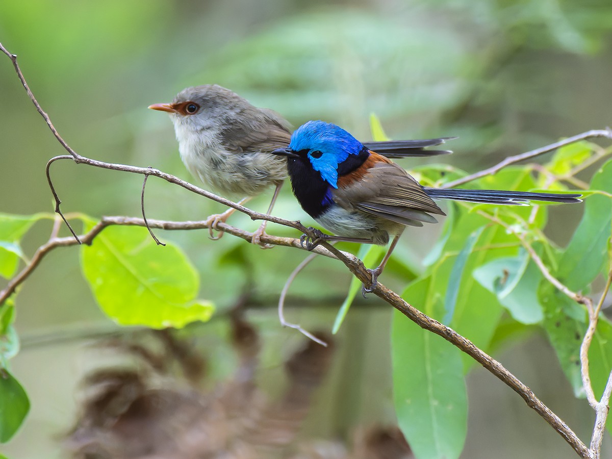 Variegated Fairywren - ML646243346