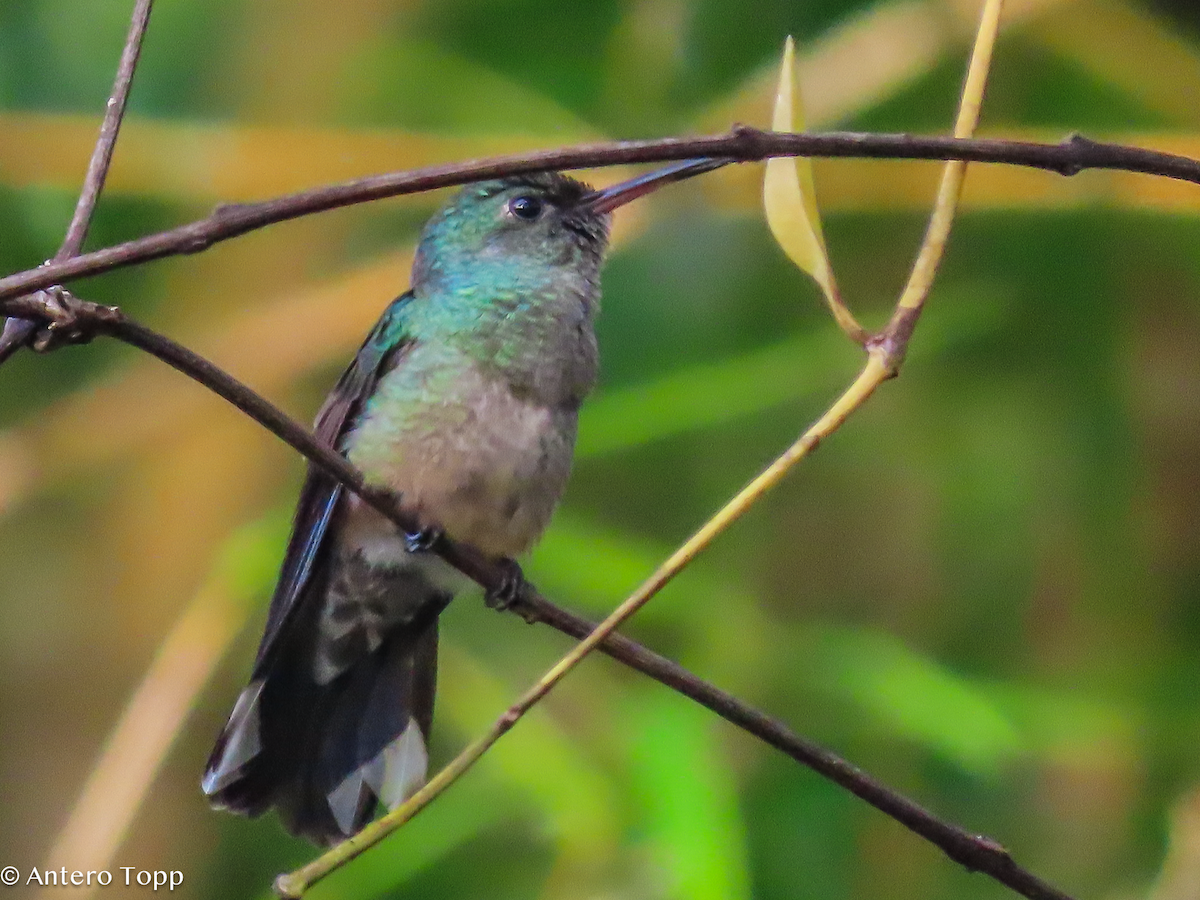 Schuppenbrustkolibri - ML646243347