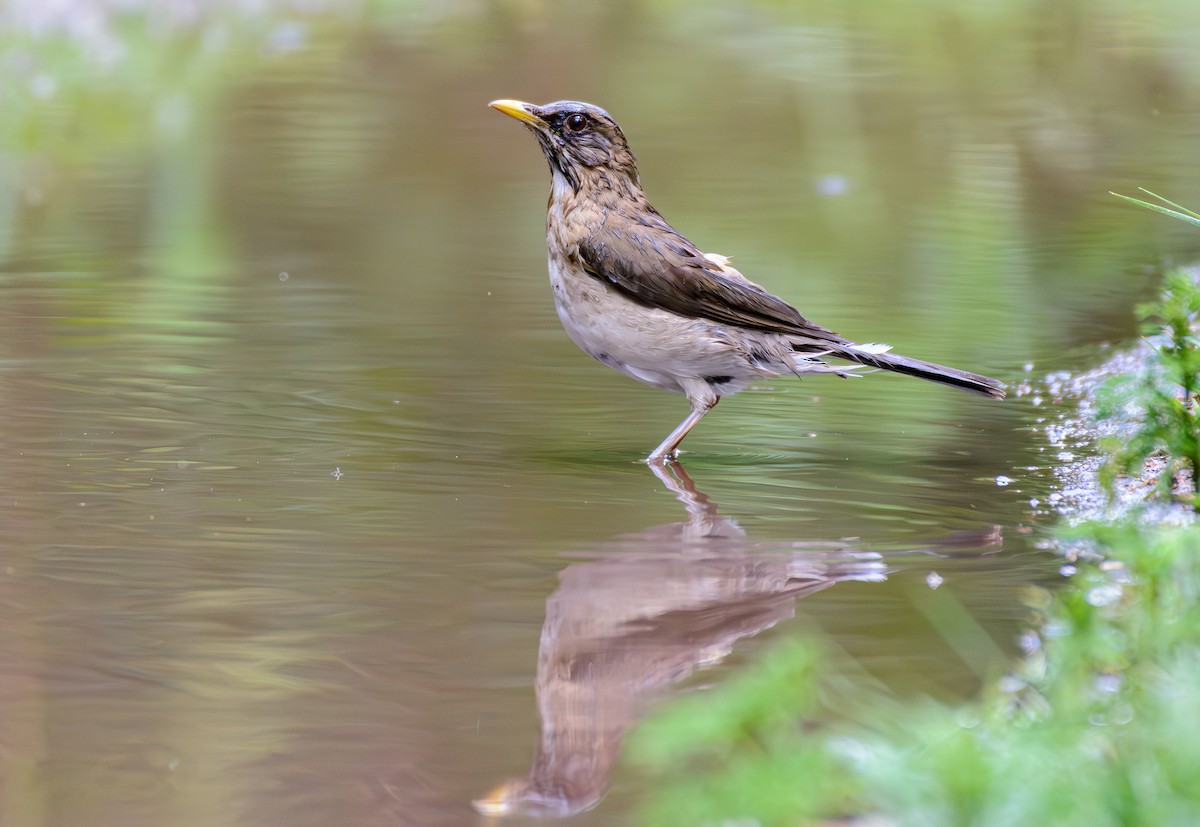 drozd krémovobřichý - ML646243356