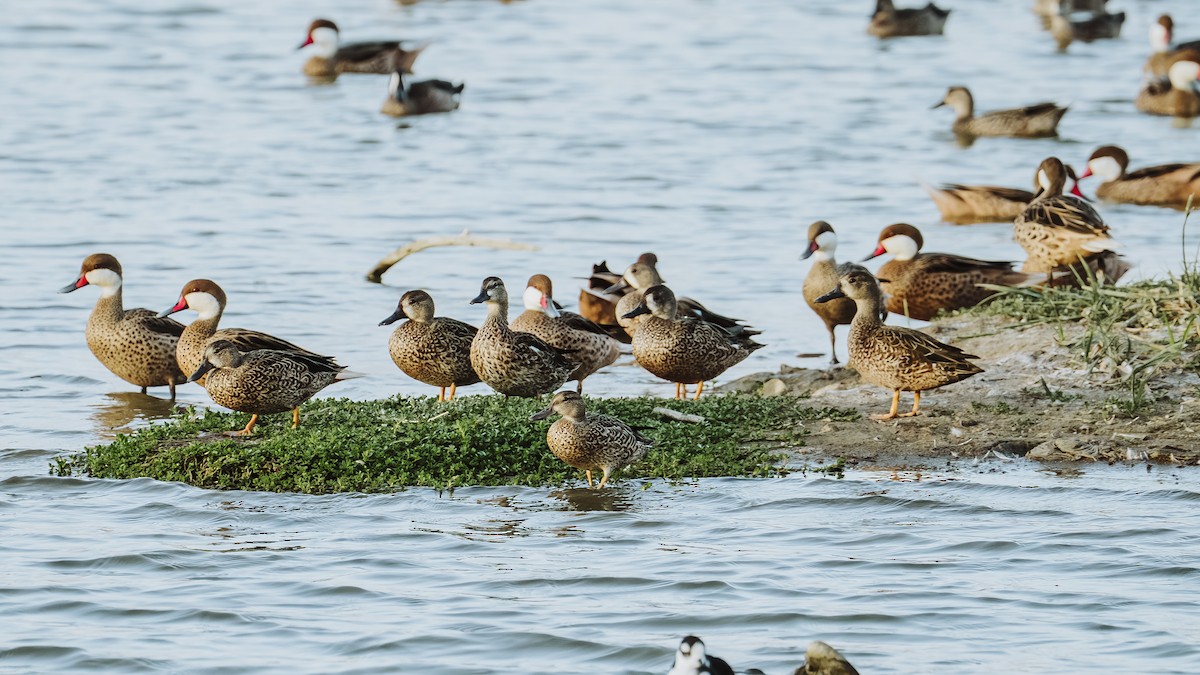 Blue-winged Teal - ML646243360