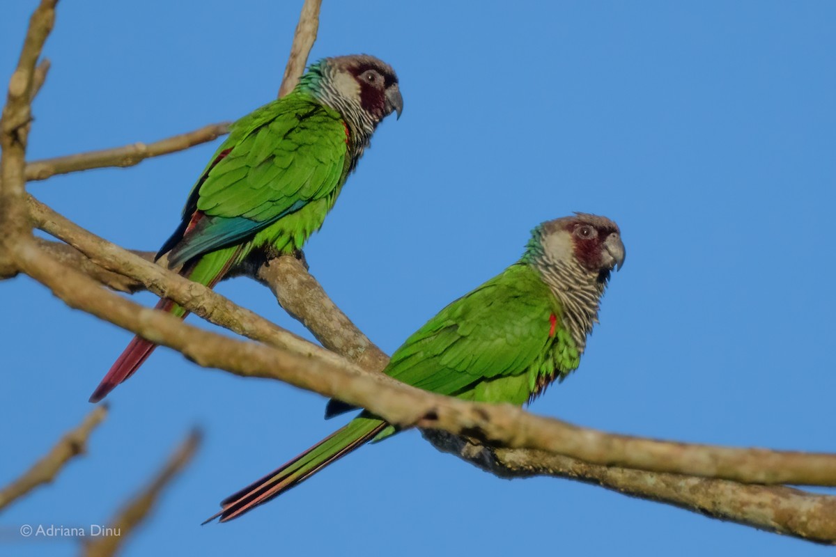 Gray-breasted Parakeet - ML646243363