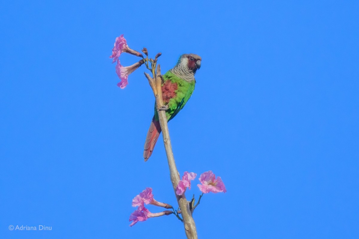 Gray-breasted Parakeet - ML646243365