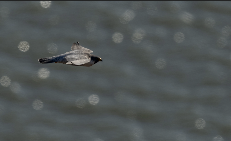 Peregrine Falcon - ML646243366