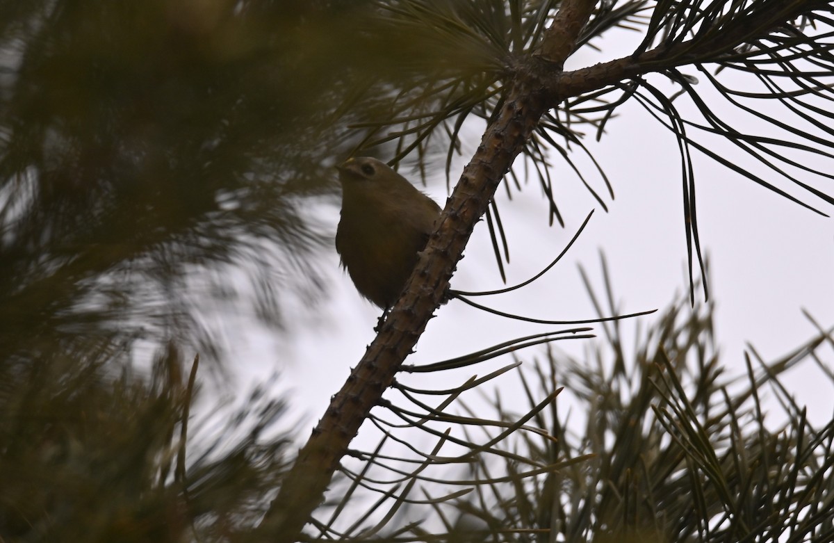 Wintergoldhähnchen - ML646243367