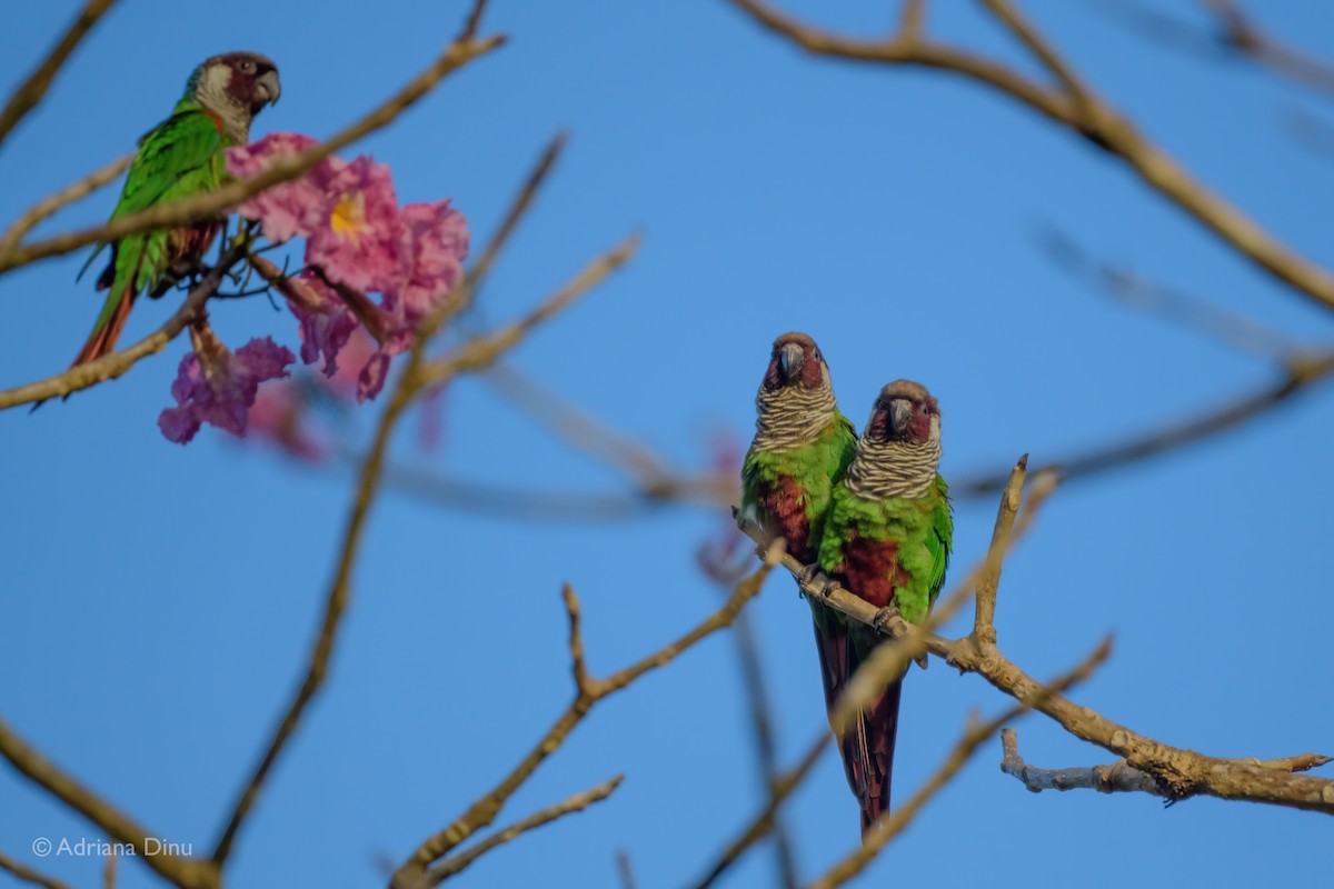 Gray-breasted Parakeet - ML646243369