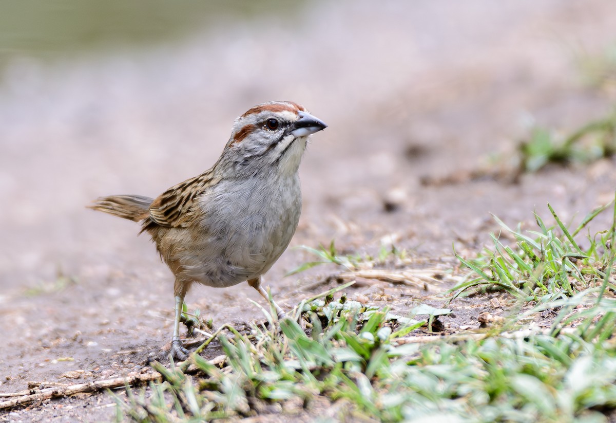 Chaco Sparrow - ML646243371