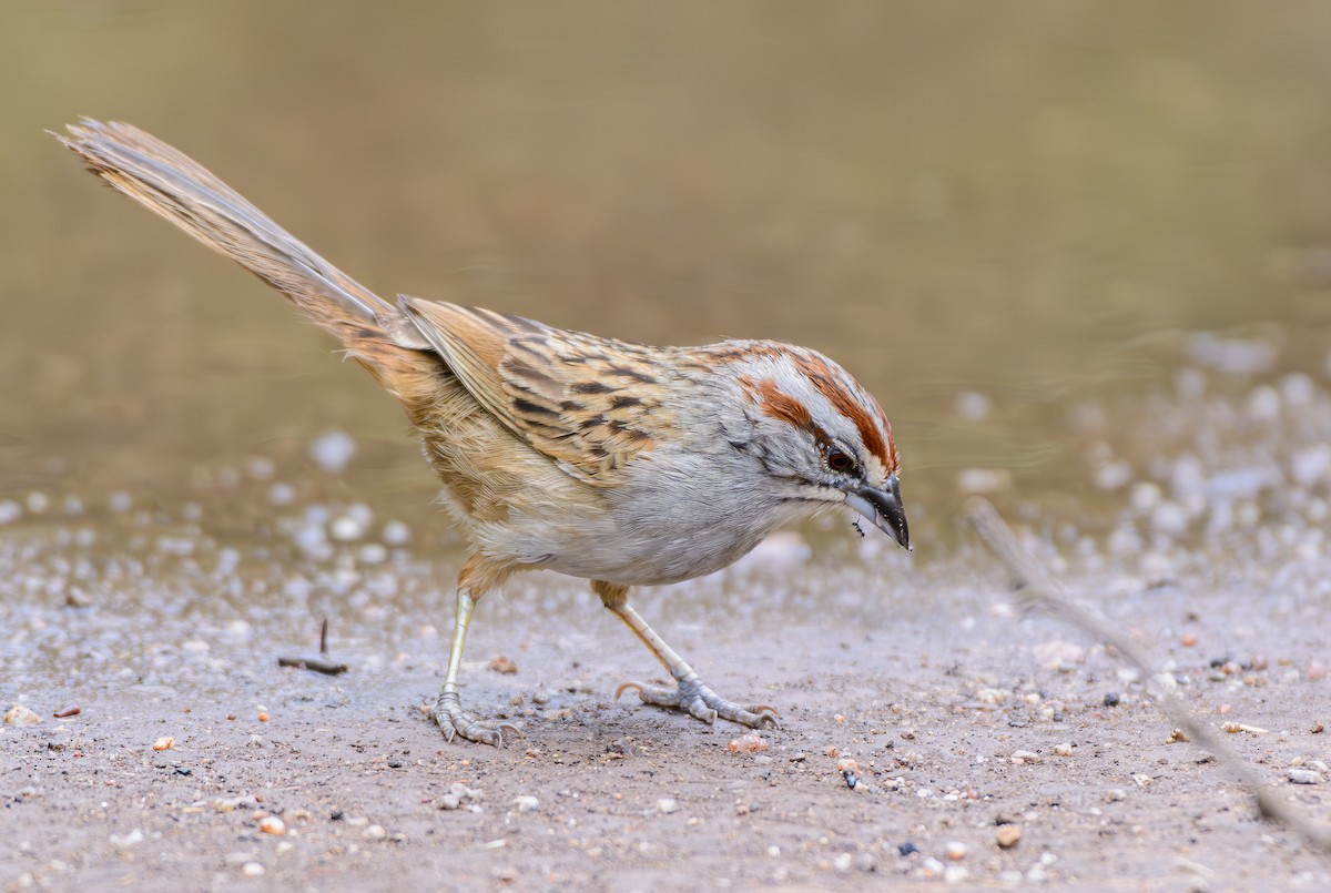 Chaco Sparrow - ML646243372