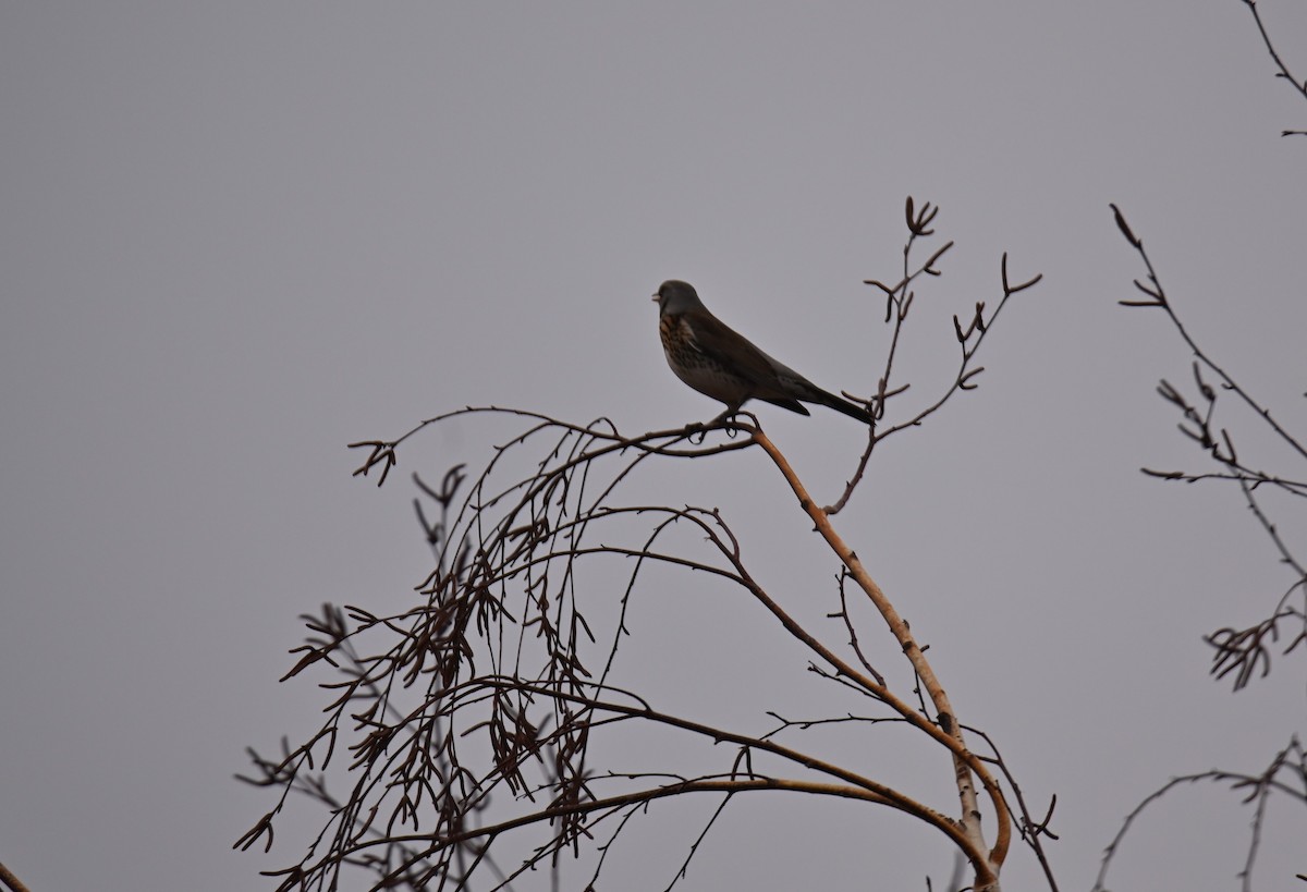 Wacholderdrossel - ML646243373