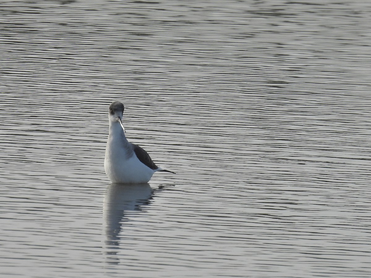 Black-winged Stilt - ML646243374