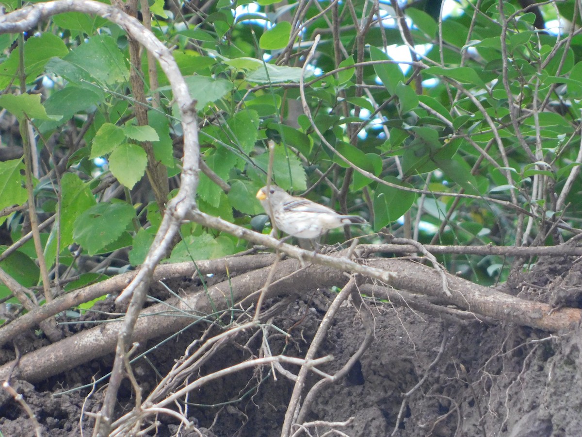Band-tailed Seedeater - ML646243389